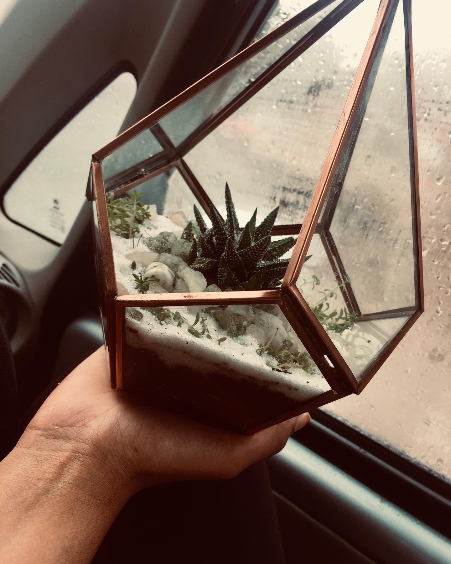 Terrariums